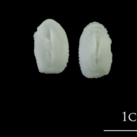 photo of European plaice otolith(s) detail view
