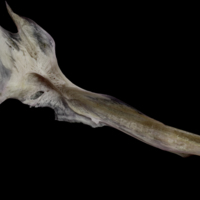 photo of Red seabream cleithrum medial view