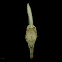 photo of Grey Triggerfish ultimate vertebra anterior view