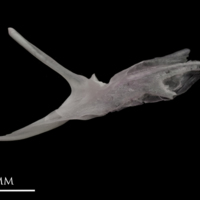 photo of Parrot fish posttemporal lateral view