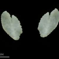photo of Black seabream otolith(s) detail view