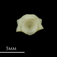 photo of Red mullet first vertebra anterior view