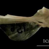 photo of Turbot hyomandibular medial view