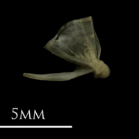 photo of Eelpout quadrate medial view