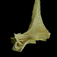photo of Saithe first vertebra lateral view