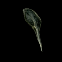 photo of European sprat supracleithrum lateral view
