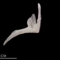 photo of European flounder premaxilla lateral view