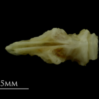 photo of Mediterranean moray basioccipital ventral view