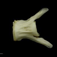 photo of Grey Triggerfish caudal vertebra lateral view