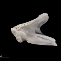 photo of European flounder dentary medial view