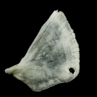 photo of Roach opercular lateral view