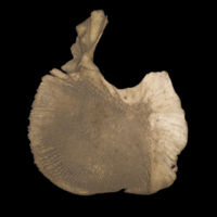 photo of Sturgeon for assessment lateral view