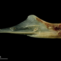 photo of Garfish articular lateral view