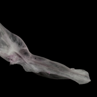 photo of Parrot fish cleithrum medial view