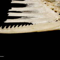 photo of Common carp serrated spine medial view