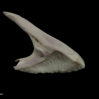 photo of Parrot fish premaxilla medial view