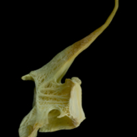 photo of Saithe precaudal vertebra lateral view