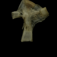 photo of Eelpout hyomandibular medial view