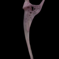 photo of Common sole maxilla lateral view