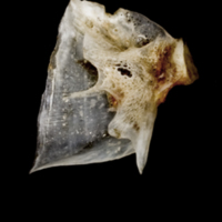 photo of Sea scorpion for assessment medial view