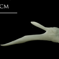 photo of Ling posttemporal lateral view