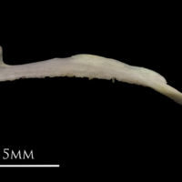 photo of European eel premaxilla lateral view