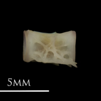 photo of European eel precaudal vertebra lateral view