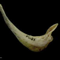 photo of European conger for assessment medial view