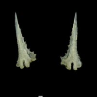 photo of Three-spined stickleback spine posterior view