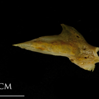 photo of Thinlip grey mullet  articular lateral view