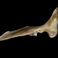 photo of Greater amberjack cleithrum lateral view