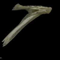 photo of Grayling dentary medial view