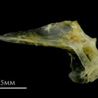 photo of Ruffe articular lateral view