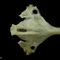 photo of Red mullet basioccipital parasphenoid detail view