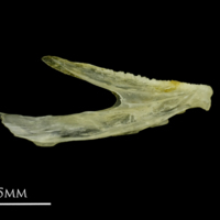 photo of Ruffe dentary medial view
