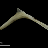 photo of Brill for assessment medial view