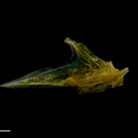 photo of Grey gurnard articular lateral view