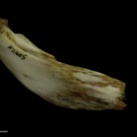 photo of European conger epihyal medial view
