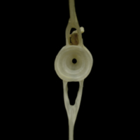 photo of Grayling ultimate vertebra posterior view