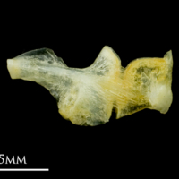 photo of Common sole ceratohyal epihyal complex lateral view