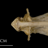 photo of White grouper parasphenoid basioccipital vomer complex ventral view