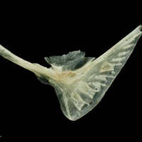 photo of Garfish preopercular medial view