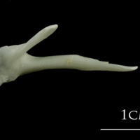 photo of Ling posttemporal medial view