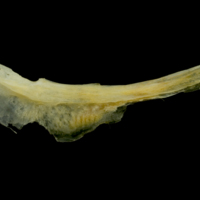 photo of Gilthead seabream preopercular lateral view