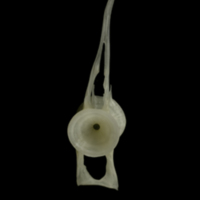 photo of Grayling precaudal vertebra anterior view