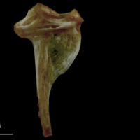 photo of Spanish mackerel hyomandibular medial view