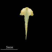 photo of Five-Bearded Rockling vomer dorsal view