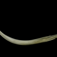 photo of Brill anal pterygiophore lateral view