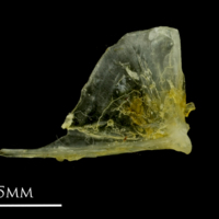 photo of Ruffe quadrate medial view