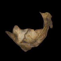 photo of Sturgeon for assessment medial view